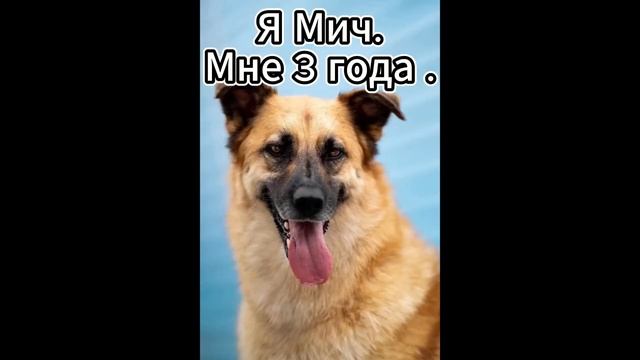 Спасаем братьев меньших