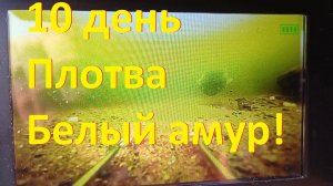 10 день закорма плотва стаями амур парами