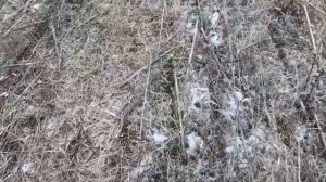 Зимний посев кориандра No-till сеялкой