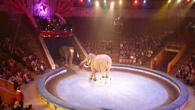 СЛОНЫ В НОВОКУЗНЕЦКЕ смотреть онлайн