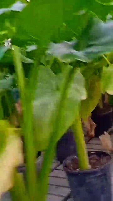 ИСПАНИЯ.ГДЕ КУПИТЬ ЦВЕТЫ и РАССАДУ в Испании#жизньвиспании#ШОПИНГ ЦВЕТОВ в Испании# смотреть онлайн