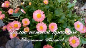 Голос нежной красоты. Стихи и монтаж - Е.Доставалов, генерация звука в ИИ - И.Латанов