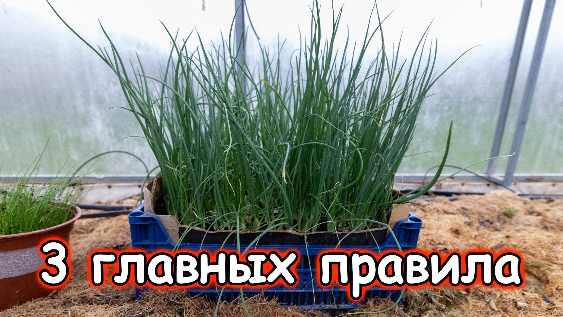 Лук из семян за один сезон Легко! 3 главных правила, о которых вы не знали