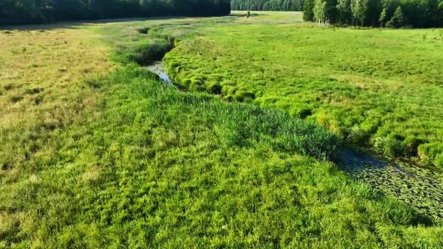 Беловежская пуща река Наревка . #ВАСЬКАПИЛОТ смотреть онлайн