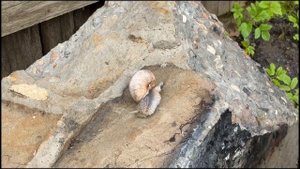 1 мая. Дождливая дача