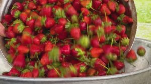 Клубничное варенье, сок и пирог! Азербайджанская Кухня Деревенская Кухня  Рецепты