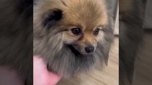 Саки от Киши и Барни смотреть онлайн