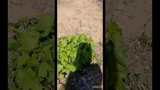 Готовимся к празднику 1мая. Гостей звать не стали,решили отдохнуть в гордом одиночестве 🙂