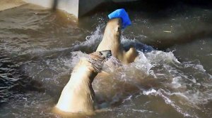 Веселые прыжки в воду за новыми игрушками от медвежат Белки и Стрелки.