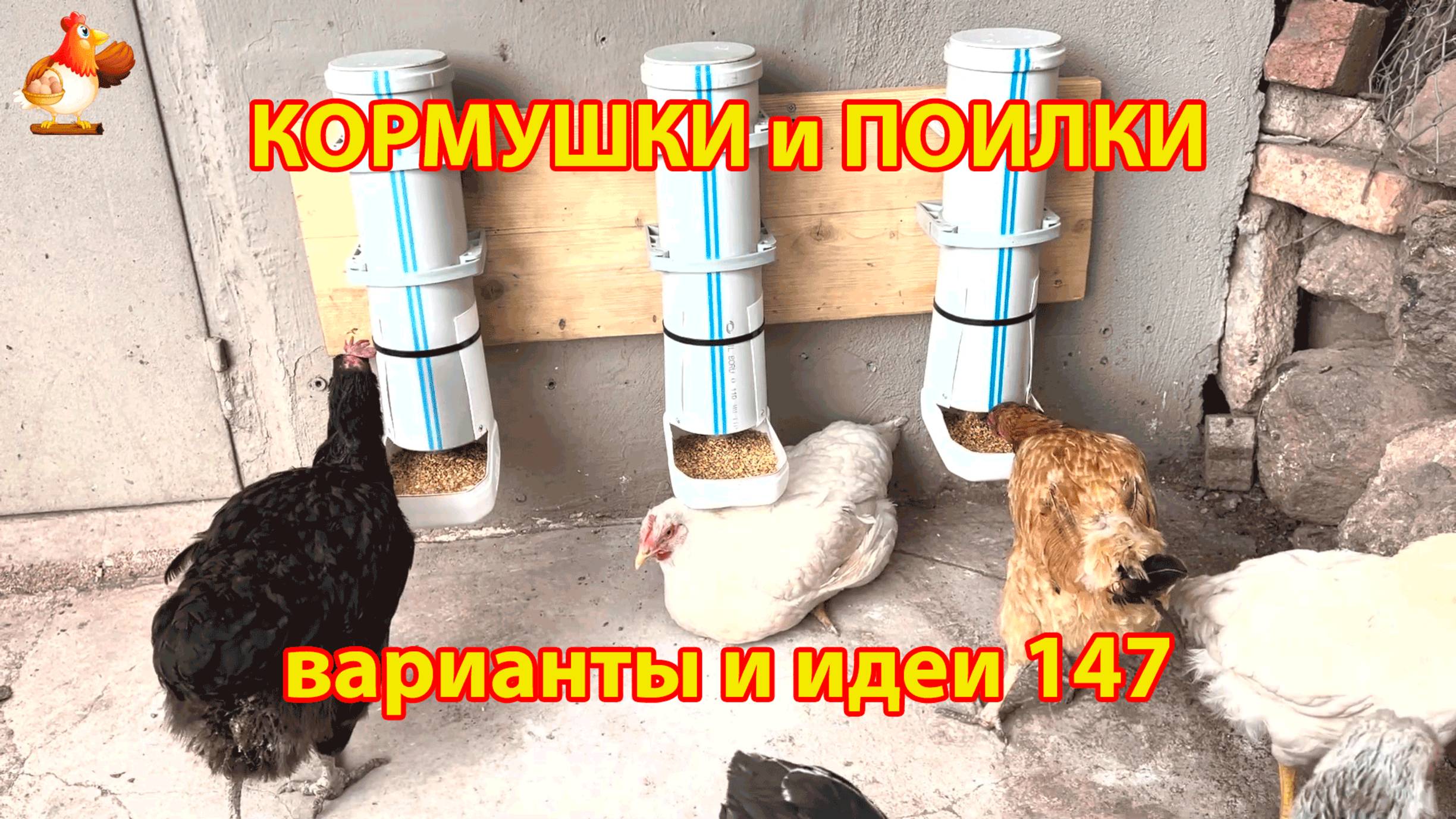 Кормушки и поилки для кур своими руками (147) 🪚✂️ Пошаговая инструкция как сделать 🐔 🐓❣️