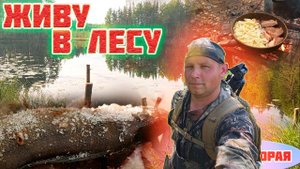 ЛЕС - МОЙ ДОМ! ЛЕСНАЯ ИЗБА ПРИЮТИЛА. МЯСО С КАРТОШКОЙ НА КОСТРЕ. ЧАСТЬ ВТОРАЯ.