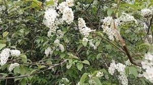 Цветёт черёмуха душистая