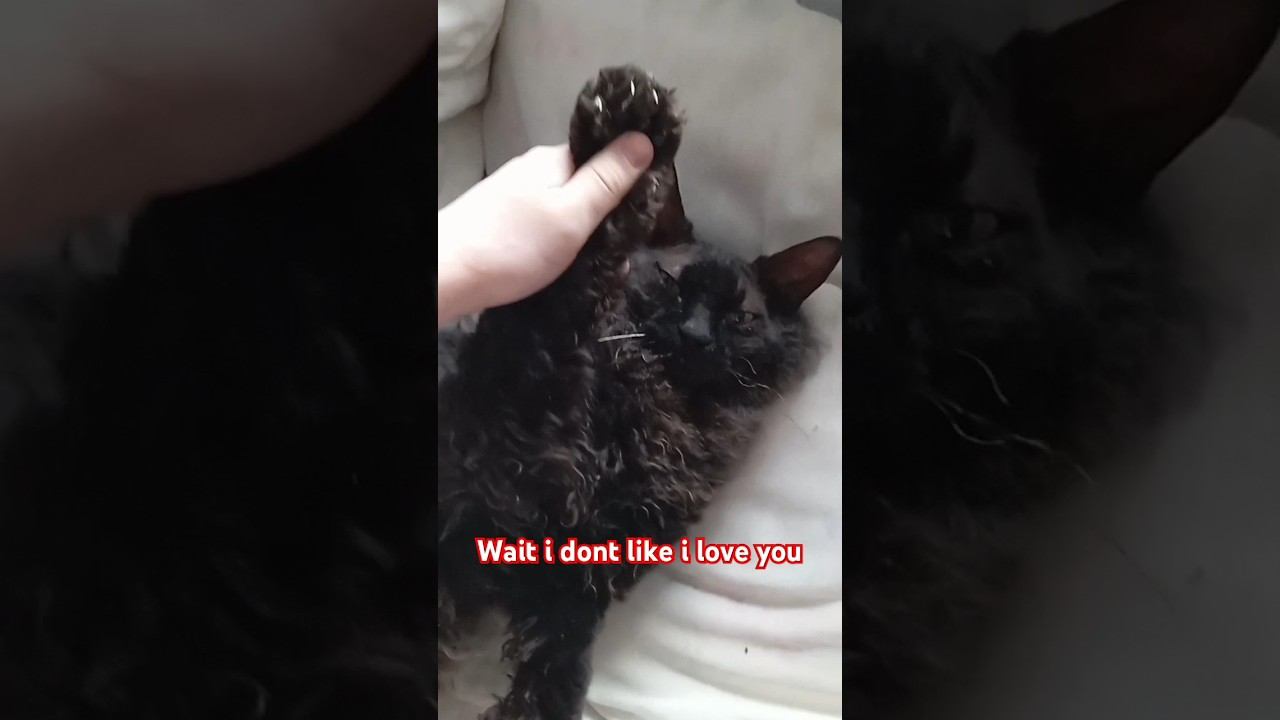 wait i dont like i love you #love #music смотреть онлайн