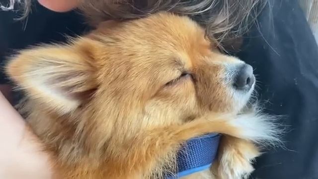 Боня шпиц храпит в Чехии смотреть онлайн