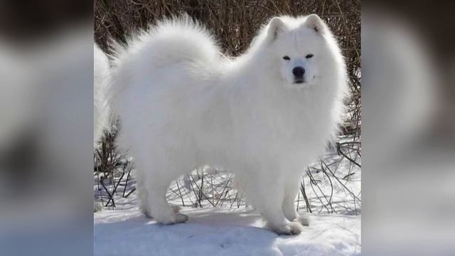 собака породы самоед 🐕 смотреть онлайн