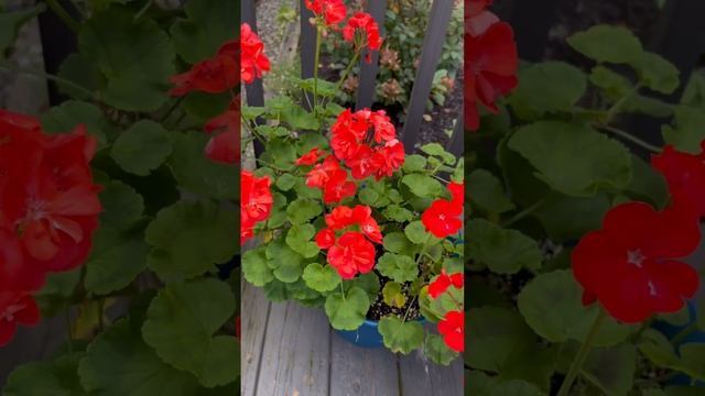 Hermosos Geranios! #jardin #flor #otoño #geranio #plant #garden #geranium #hermosa #planta #anual смотреть онлайн