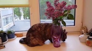 Леся и Сёма - Леся загадывает желание
