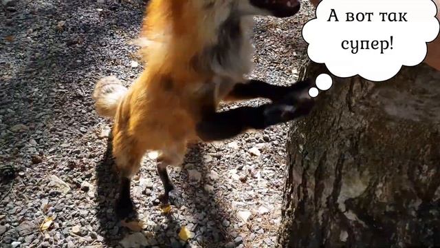 ЛИ СЯО. Алиса - Лиса. Лиса веселая играет и не хочет общаться с собаками. Смешные моменты. Выпуск 1 смотреть онлайн