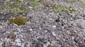 Красивые камни и листок рябины в деревне, жизнь в деревне, деревенская прогулка