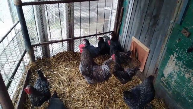 Стоит ли заводить Доминантов? Реальная правда о яйценоскости и характере смотреть онлайн