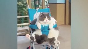 Приколы С Животными 84