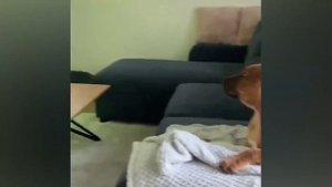 Приколы С Животными 89