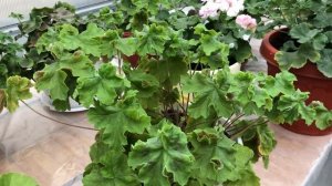 Пеларгония. Зонартик. Lara Jenny