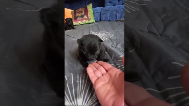 шпицы 3 недели смотреть онлайн