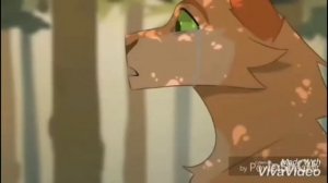 Кто такие Коты-Воители?/КВ фандом