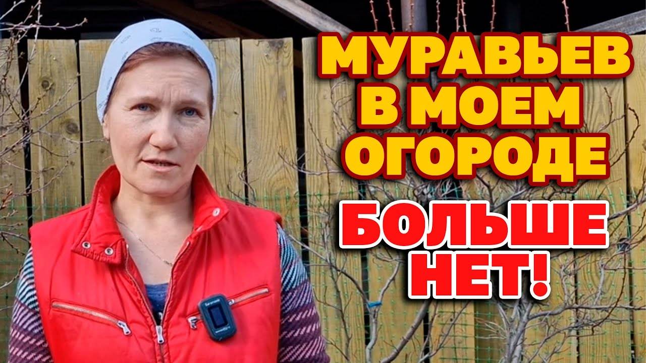 🐜 СУПЕР-СПОСОБ ОТ МУРАВЬЁВ И ТЛИ: 3 натуральных рецепта, которые работают мгновенно!