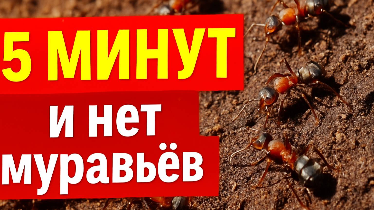 1 приём — и муравьи ушли навсегда! Без химии