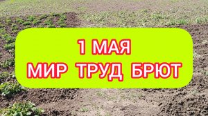 МИР ТРУД БРЮТ