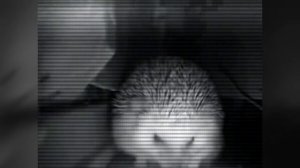 Ежик чихнул и пукнул