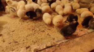 Важно знать чем пропаивать цыплят в первые дни после вылупа в течение 90 дней