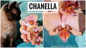 Phal. Chanella 😍 Очередное цветение редкой коллекционной голландской орхидеи Шанелла 🥰 Обзор сорта