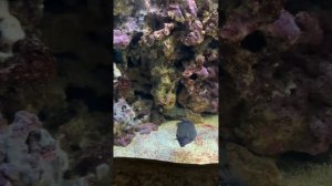 Гладим рыб и кормим их из бутылочки 🍼 Мосаквариум на ВДНХ 🐠 Фонтаны ВДНХ ⛲️