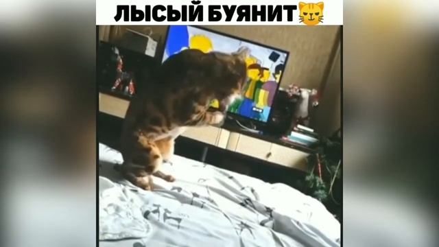 ЛУЧШИЕ ПРИКОЛЫ с животными 2020! №26 Смешные коты,собаки новинки видео