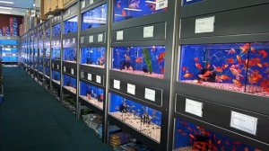 Как вырастить золотую рыбку дома: секреты идеального аквариума, о которых никто не говорит