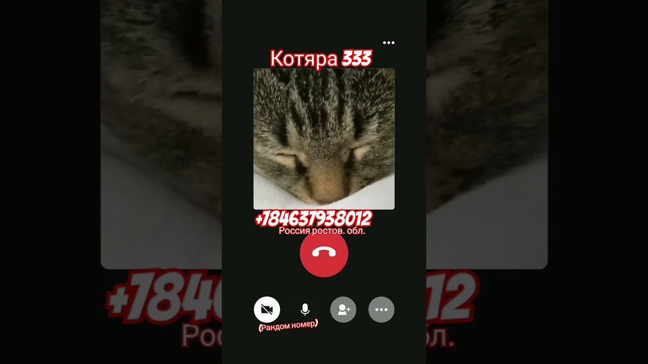 Котяра 333 смотреть онлайн
