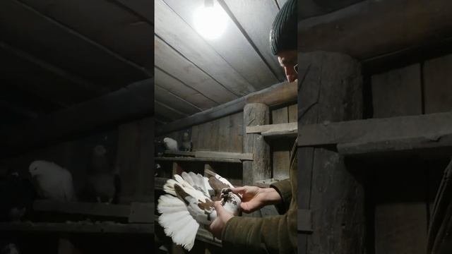 Николаевские краснорябые голуби. 21.01.2021