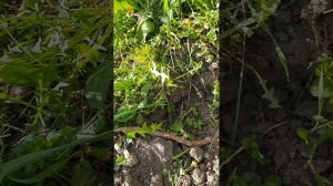 Результат заморозков 27-29 апреля 2025 (Виноград Ивановых Курск).