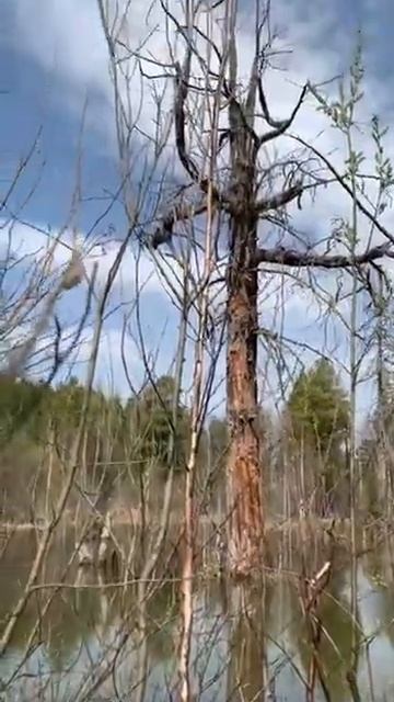 Озеро разлилось часть 1 , но мы все равно прошли!🌊💧🌳#башкортостан #башкирия #заповедник #природа