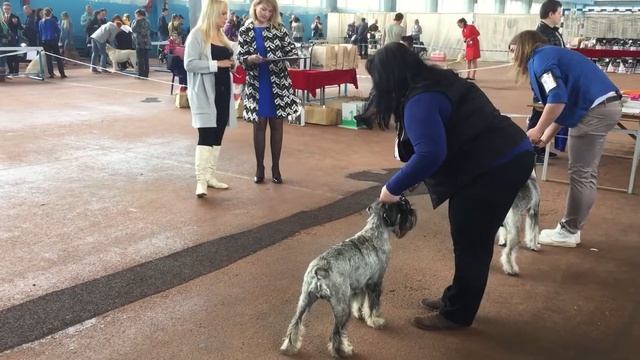 Выставка 29 апреля 2018. Лучший юниор смотреть онлайн