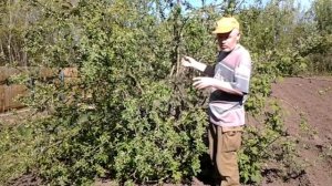 Яблоня. Как вырастить яблоневый куст, из пня от срезанного дерева.