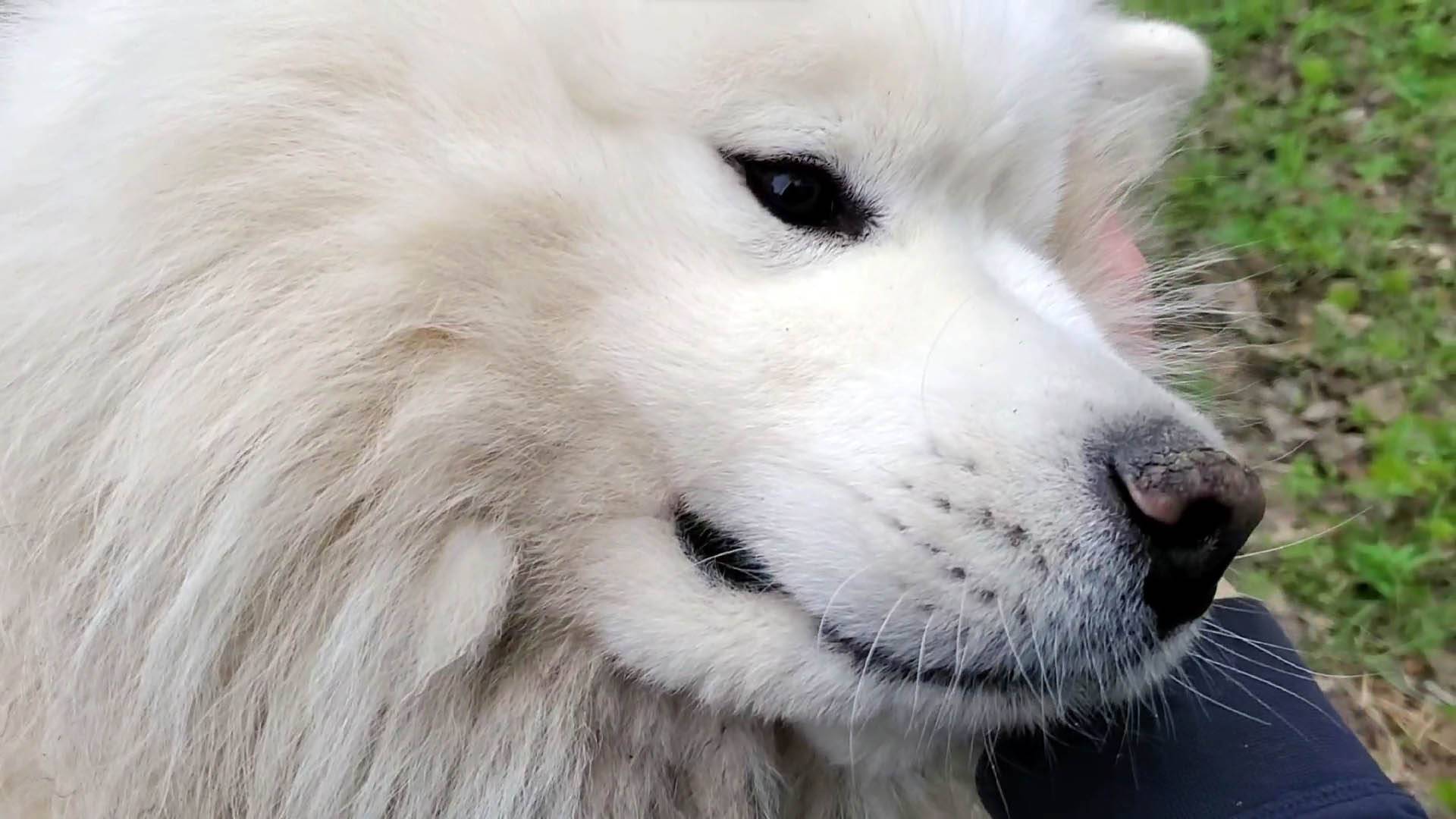 ЛЕСНЫЕ БЕСЕДЫ. Жизнь напоказ в интернете - плохо или нет? смотреть онлайн