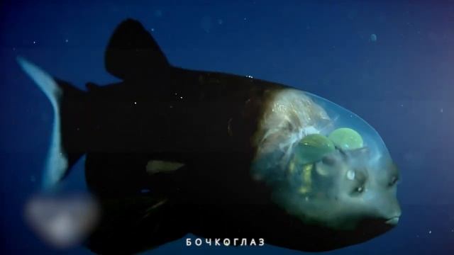 ЧТО СКРЫВАЕТ ОКЕАН НА САМОМ ДЕЛЕ? смотреть онлайн