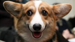 Смешные и милые собаки