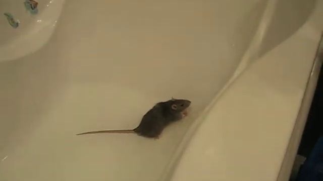 Крысы приколы смотреть онлайн