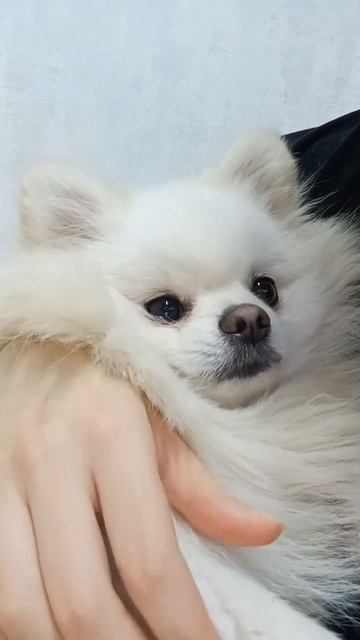 Злой шпиц Арчик смотреть онлайн