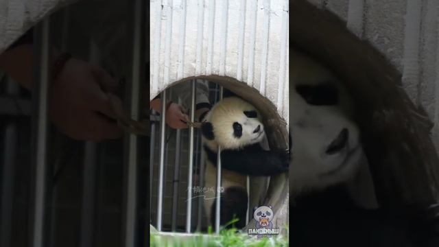 Ох уж эти панды ❤️